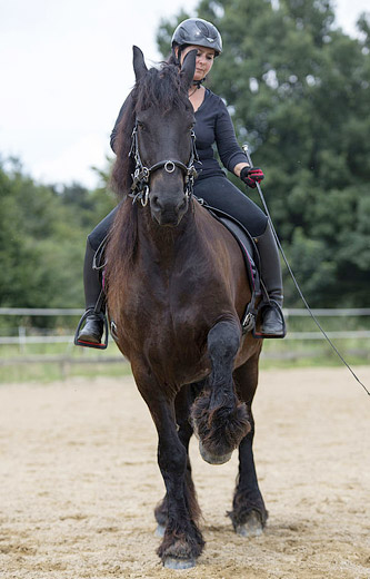 Berittunterricht bei Reitlehrer-NRW